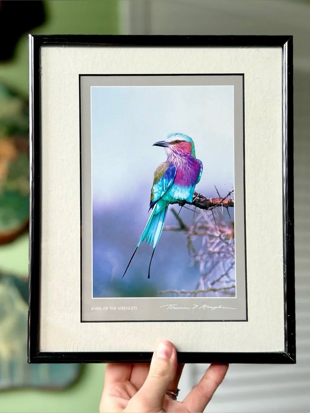 Unique Colorful Exotic Bird Art Print in Black Frame Wall Decor